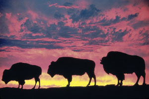 Buffalo family 