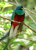 quetzal 