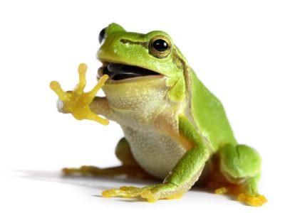 frog 
